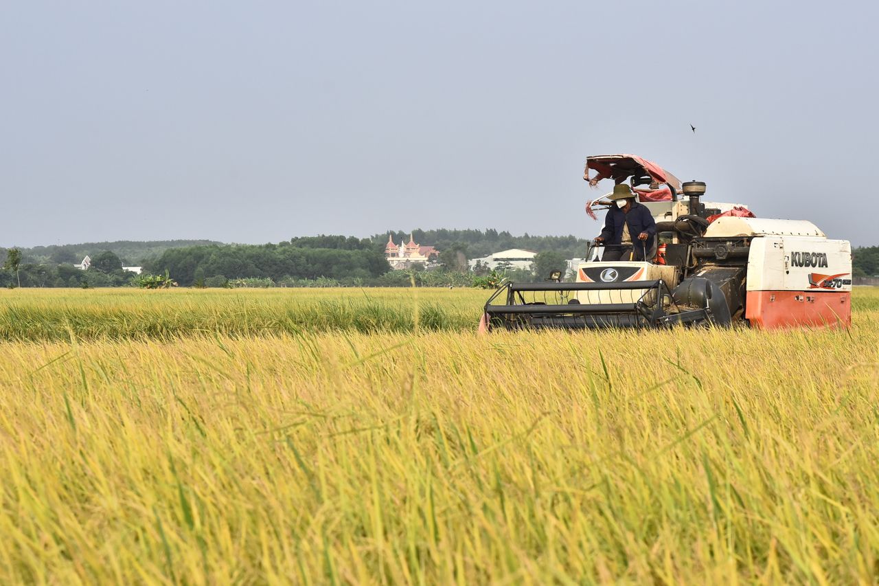 about-us Combine harvester working in a vast rice field with a distant estate view.