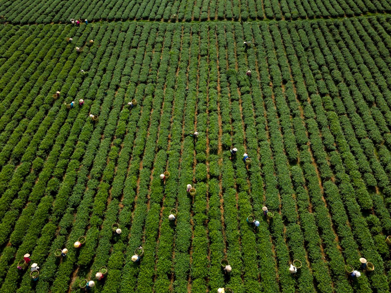 heros-img Aerial view of workers harvesting crops in a lush green field, showing rural agricultural activity.